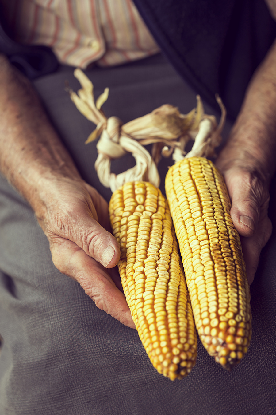 Colheita de milho atinge 94?s áreas em MT, diz Imea; Pátria vê 63,4% para Brasil
